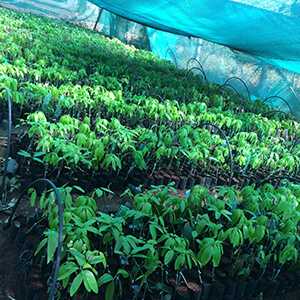 Mango saplings grafted III-2